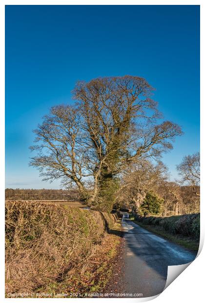 Solitary Sycamore Silhouette in Winter Print by Richard Laidler