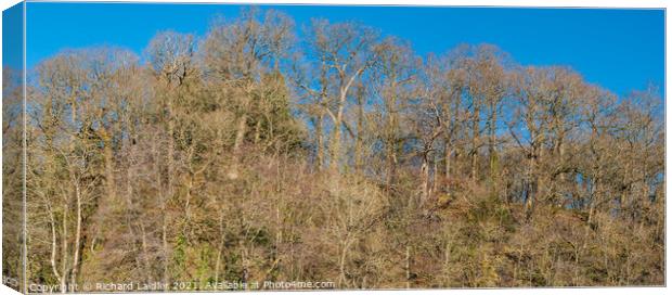 Bare Oak Woodland and Blue Sky in Winter Sunshine Canvas Print by Richard Laidler