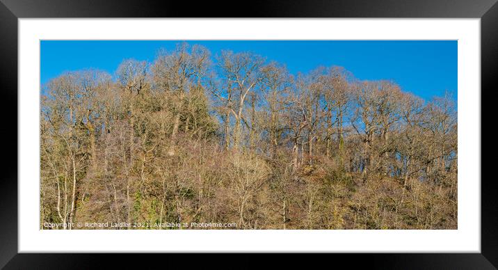 Bare Oak Woodland and Blue Sky in Winter Sunshine Framed Mounted Print by Richard Laidler