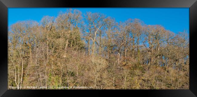 Bare Oak Woodland and Blue Sky in Winter Sunshine Framed Print by Richard Laidler
