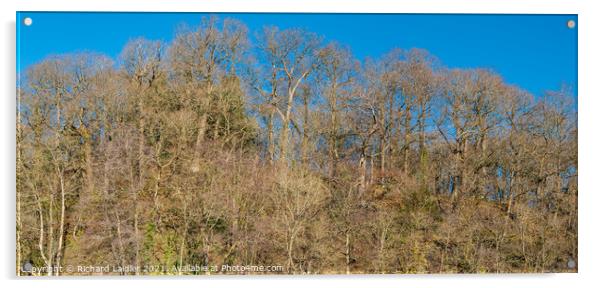 Bare Oak Woodland and Blue Sky in Winter Sunshine Acrylic by Richard Laidler