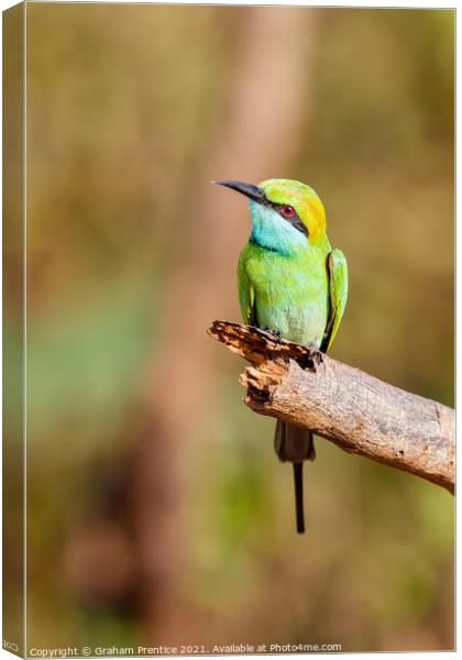 Green Bee-Eater Canvas Print by Graham Prentice