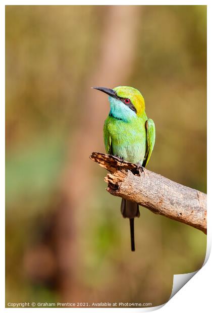 Green Bee-Eater Print by Graham Prentice