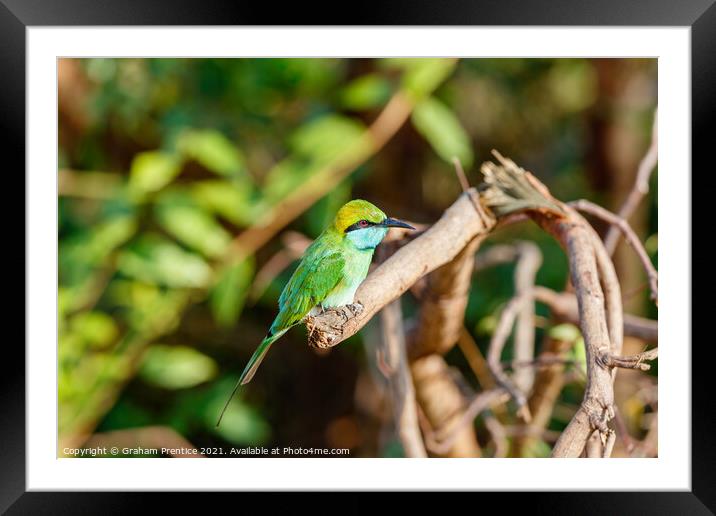 Green bee-eater Framed Mounted Print by Graham Prentice
