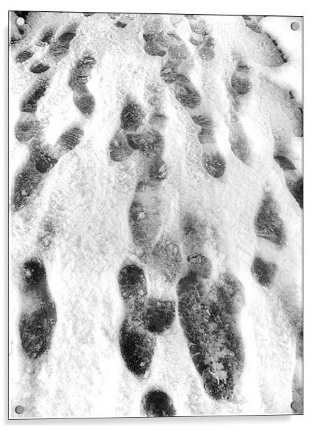 Snow Tracks Acrylic by Mike Sherman Photog