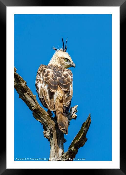 Crested Hawk-Eagle Framed Mounted Print by Graham Prentice