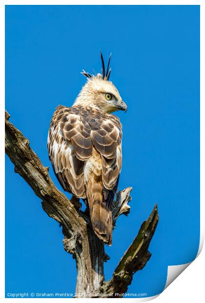 Crested Hawk-Eagle Print by Graham Prentice