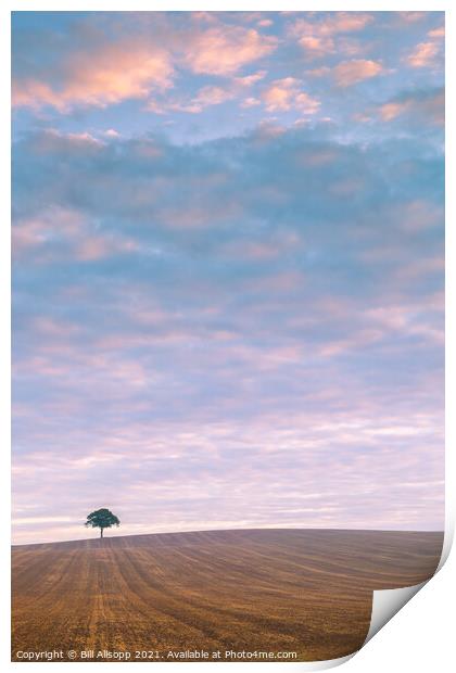 Lone tree at sunrise. Print by Bill Allsopp
