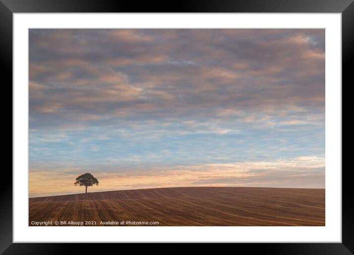 A Lone tree at sunrise. Framed Mounted Print by Bill Allsopp