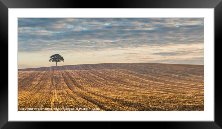Lone tree at sunrise. Framed Mounted Print by Bill Allsopp
