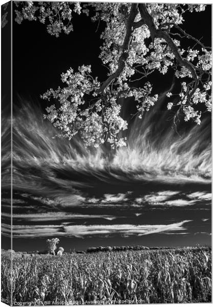 Field, tree and sky. Canvas Print by Bill Allsopp