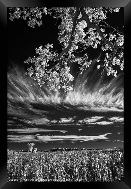 Field, tree and sky. Framed Print by Bill Allsopp