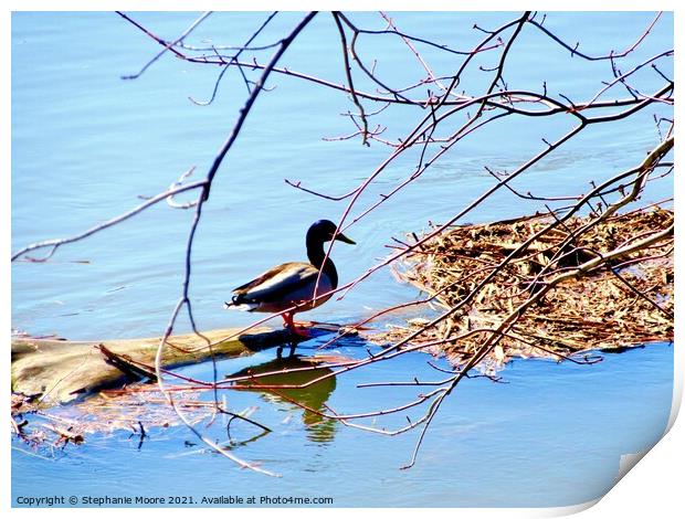 Duck on a log Print by Stephanie Moore
