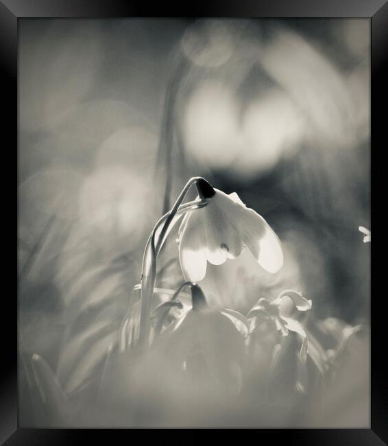 Dreamy Snowdrop Framed Print by Simon Johnson
