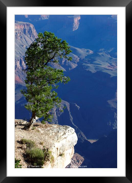 Lone tree, south rim, Grand Canyon, Arizona, USA Framed Mounted Print by Geraint Tellem ARPS