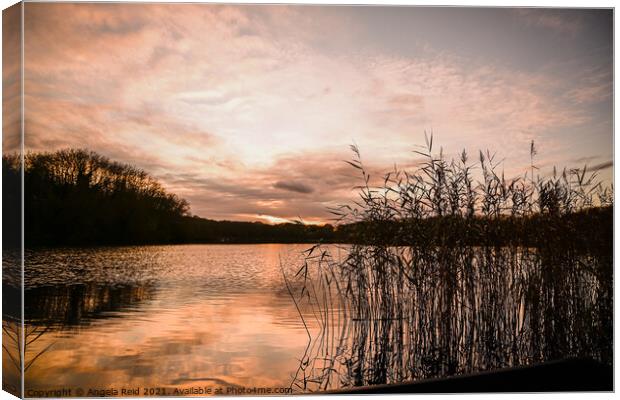 Reeds at Sunset at Coate Water Swindon Canvas Print by Reidy's Photos