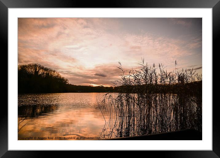 Reeds at Sunset at Coate Water Swindon Framed Mounted Print by Reidy's Photos