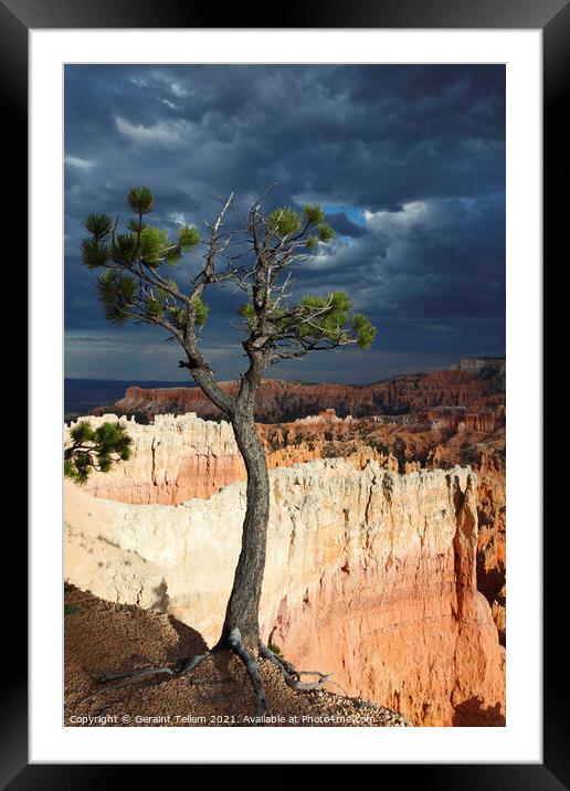 Bristlecone pine tree near Sunset Point, Bryce Canyon, Utah, USA Framed Mounted Print by Geraint Tellem ARPS