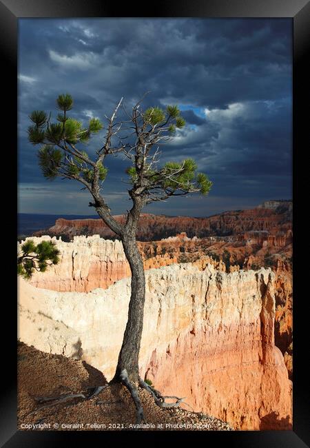 Bristlecone pine tree near Sunset Point, Bryce Canyon, Utah, USA Framed Print by Geraint Tellem ARPS