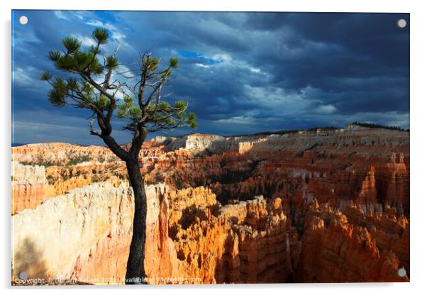 Bristlecone pine tree near Sunset Point, Bryce Canyon, Utah, USA Acrylic by Geraint Tellem ARPS