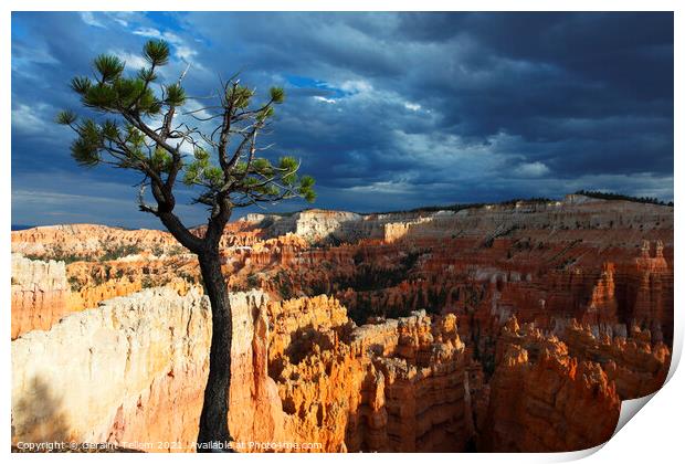 Bristlecone pine tree near Sunset Point, Bryce Canyon, Utah, USA Print by Geraint Tellem ARPS
