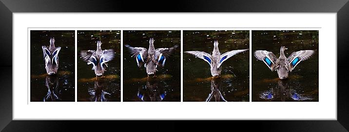 Blue-winged Teal diptych Framed Mounted Print by Doug McRae