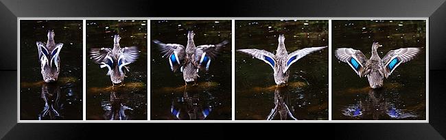 Blue-winged Teal diptych Framed Print by Doug McRae