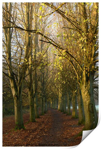 Coate Water Avenue of Trees Print by Reidy's Photos