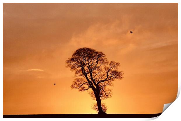 one tree two crows Print by Simon Johnson