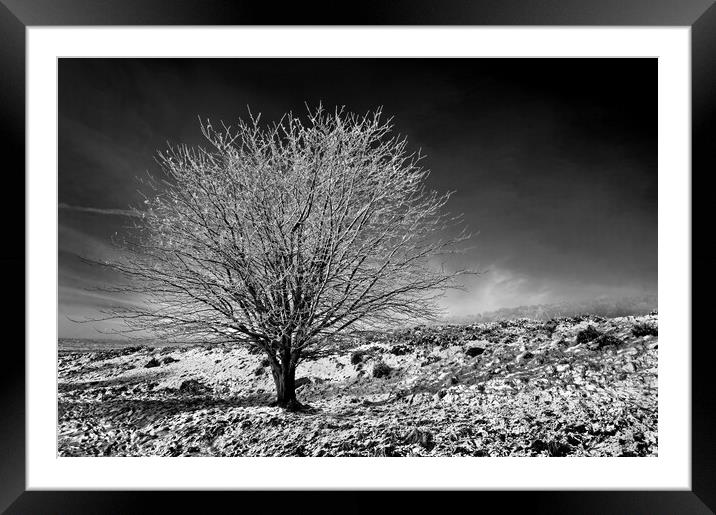 Lone tree on Lawrence Field Framed Mounted Print by Darren Galpin