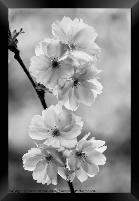  Blossom Framed Print by Simon Johnson