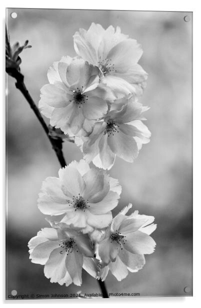  Blossom Acrylic by Simon Johnson