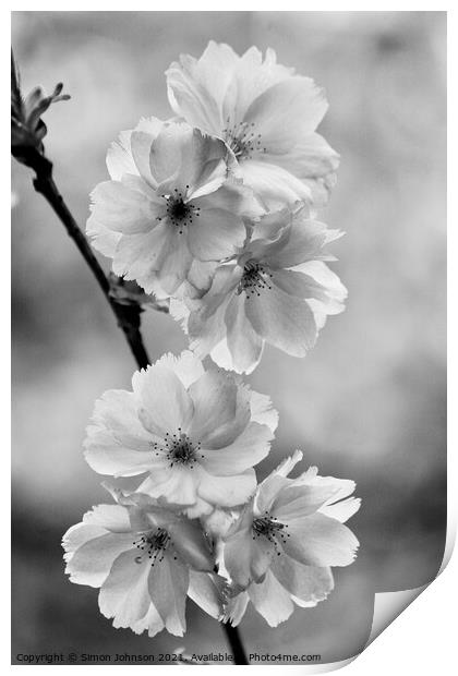  Blossom Print by Simon Johnson