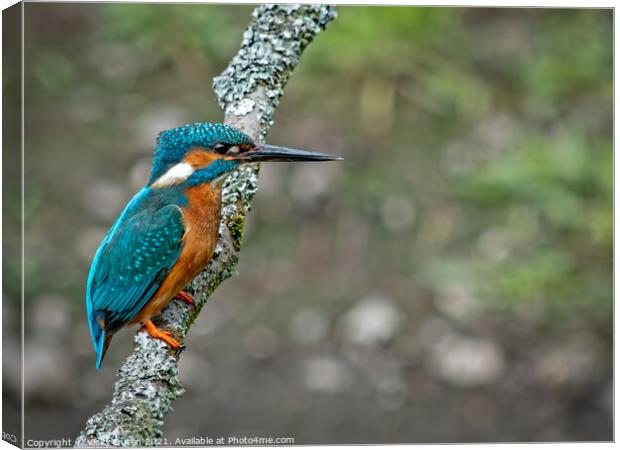 A kingfisher perched on a branch  Canvas Print by Vicky Outen