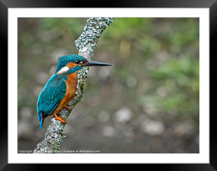 A kingfisher perched on a branch  Framed Mounted Print by Vicky Outen