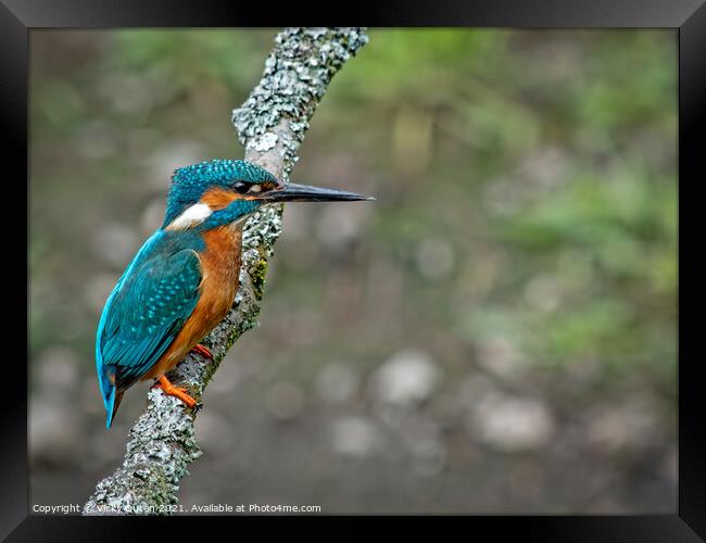 A kingfisher perched on a branch  Framed Print by Vicky Outen