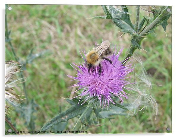 Bee on a Thistle Flower Acrylic by Nicholas Ball