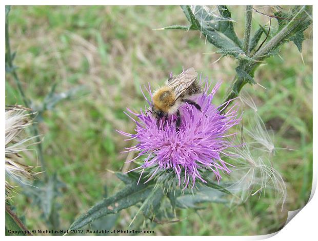 Bee on a Thistle Flower Print by Nicholas Ball