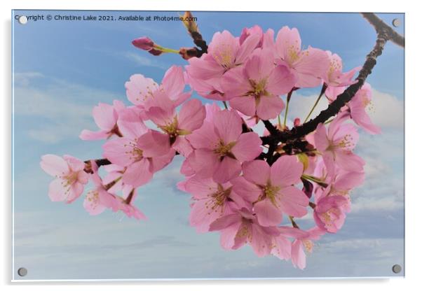 Pink Blossom Acrylic by Christine Lake