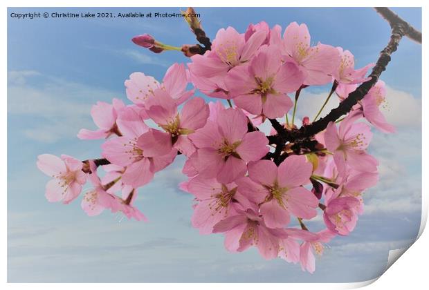 Pink Blossom Print by Christine Lake