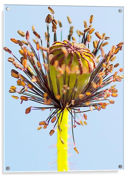 Petaless Poppy Acrylic by Louise Godwin