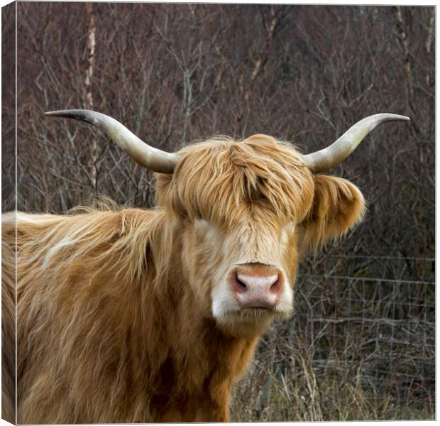 Scottish Highland Cow Canvas Print by Derek Beattie