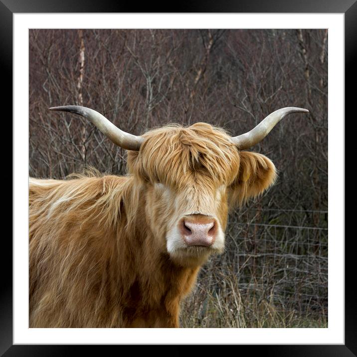 Scottish Highland Cow Framed Mounted Print by Derek Beattie