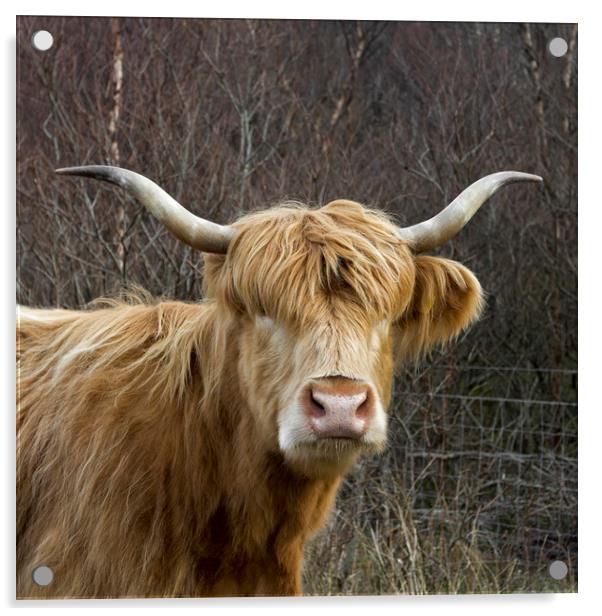 Scottish Highland Cow Acrylic by Derek Beattie