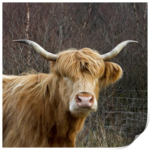 Scottish Highland Cow Print by Derek Beattie