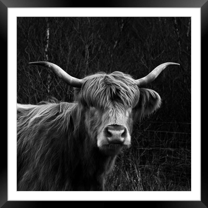 Scottish Highland Cow Framed Mounted Print by Derek Beattie