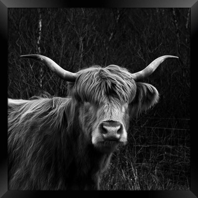 Scottish Highland Cow Framed Print by Derek Beattie