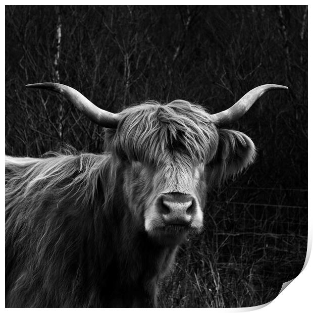 Scottish Highland Cow Print by Derek Beattie