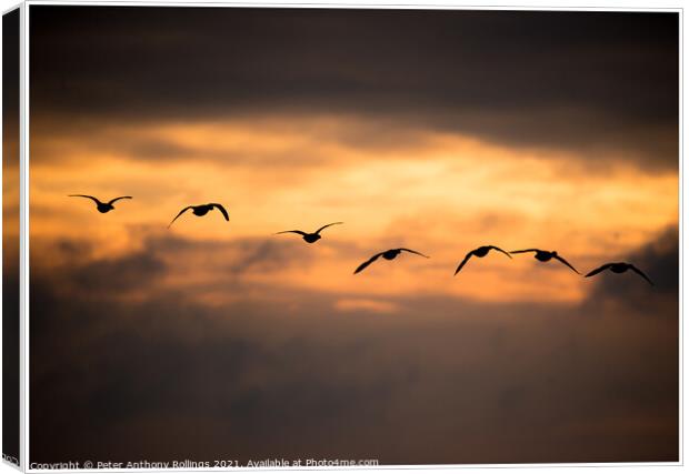 Breaking Geese Canvas Print by Peter Anthony Rollings