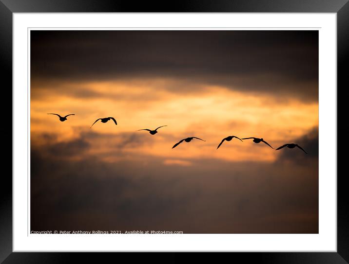 Breaking Geese Framed Mounted Print by Peter Anthony Rollings